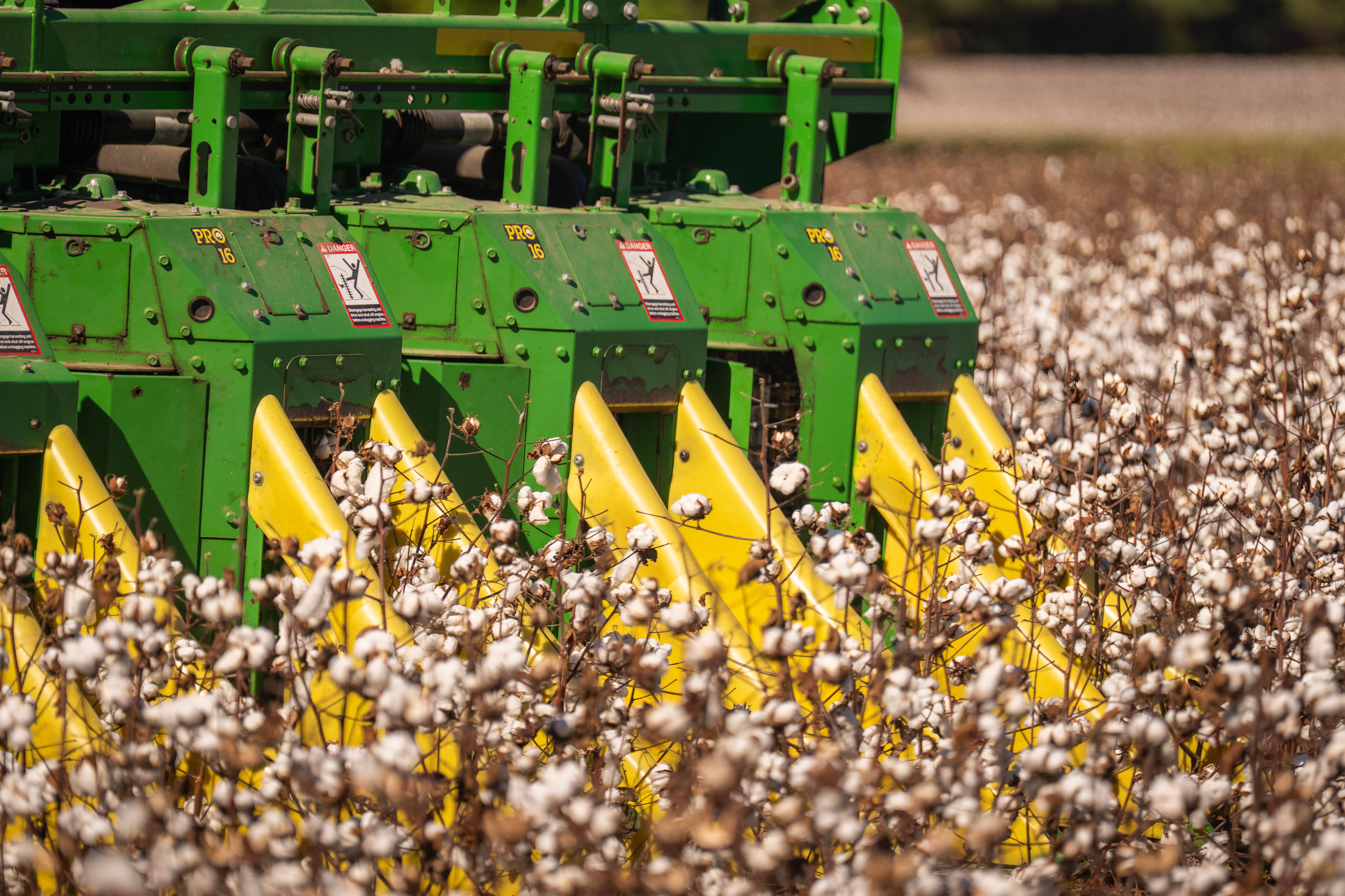 Green and yellow cotton harvester machine working in a blooming cotton field under sunny weather.