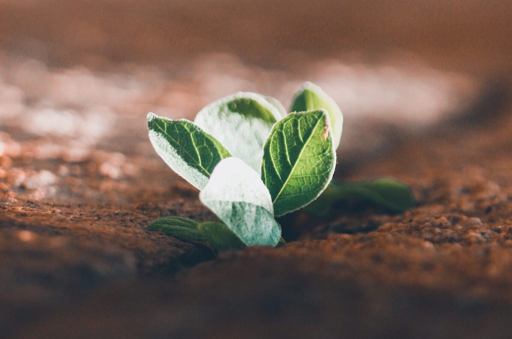 Detailed close-up of vibrant green leaves sprouting through a textured wall, symbolizing life and resilience.